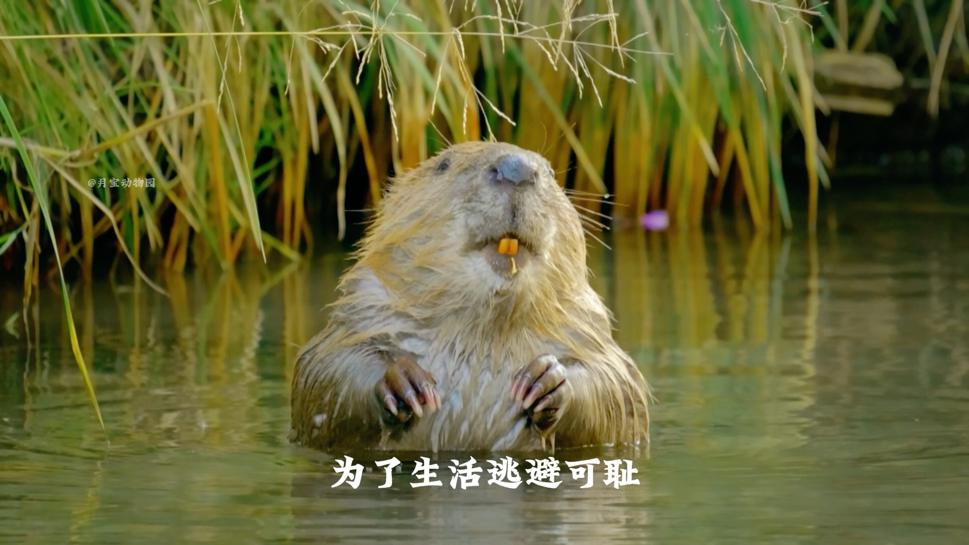 逃避可耻,但很有用