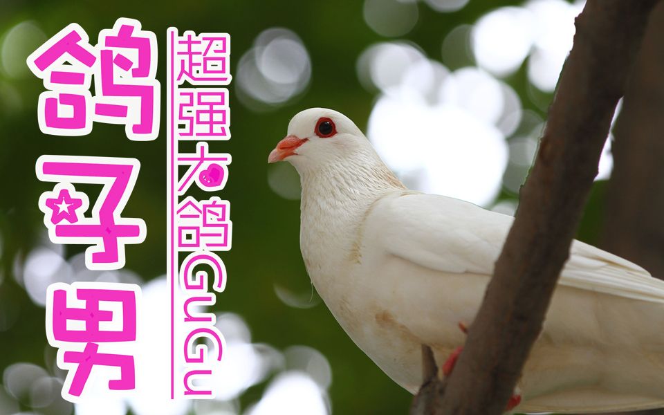 【填词翻唱】鸽子男(gugu)cover:干物女(weiwei),就这样咕咕键盘敲着