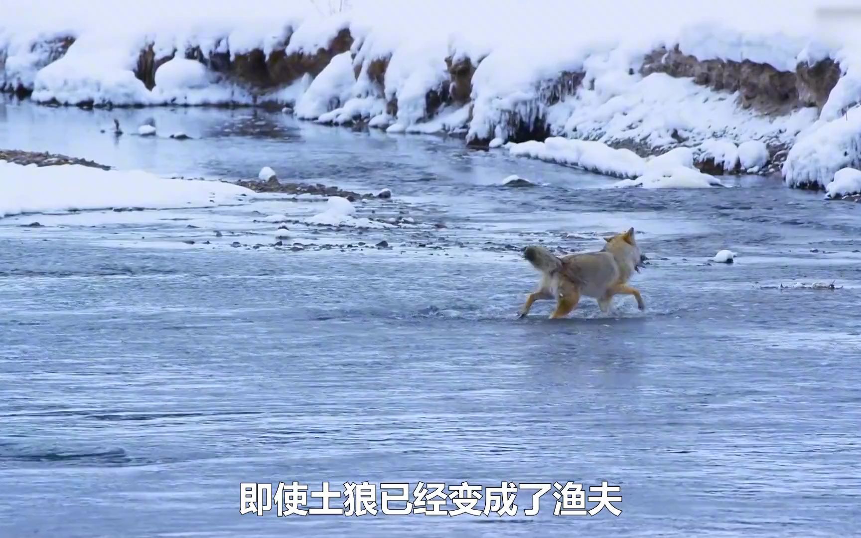 [图]饿了3天的山猫下水捕鱼，却遭到松鼠嘲讽，结果松鼠倒霉了！