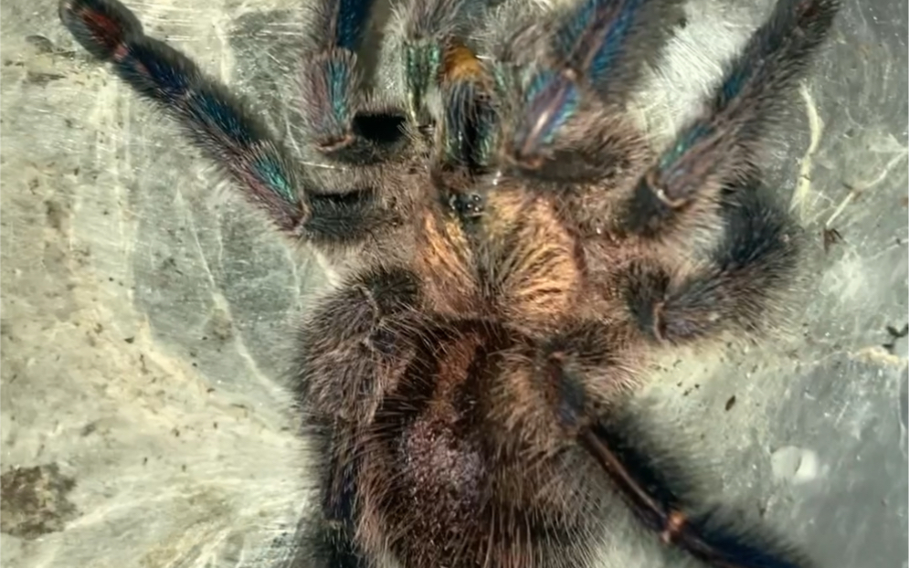 蓝宝石粉趾ts巴西黑马查拉哥伦比亚镭射蓝紫海地大母成母喂食