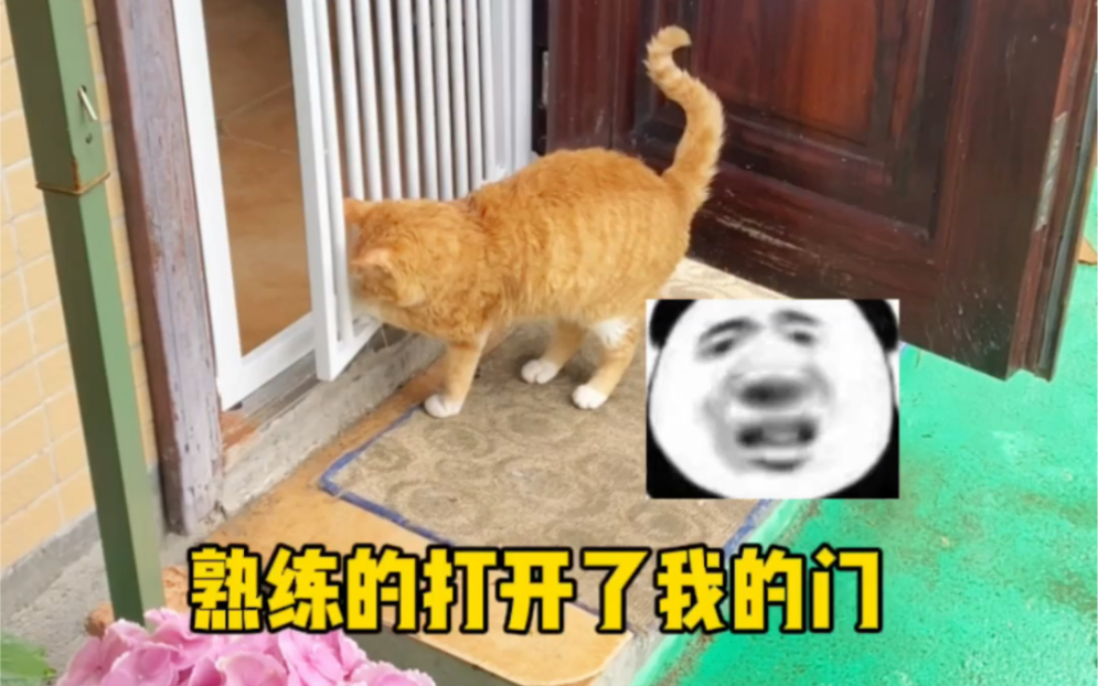 您可以本分的做一只猫吗?放养过的猫惹不起哔哩哔哩bilibili