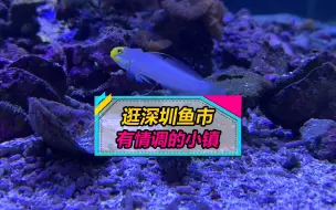 Скачать видео: 逛深圳水族小镇，偶遇造价20万的海水鱼缸！