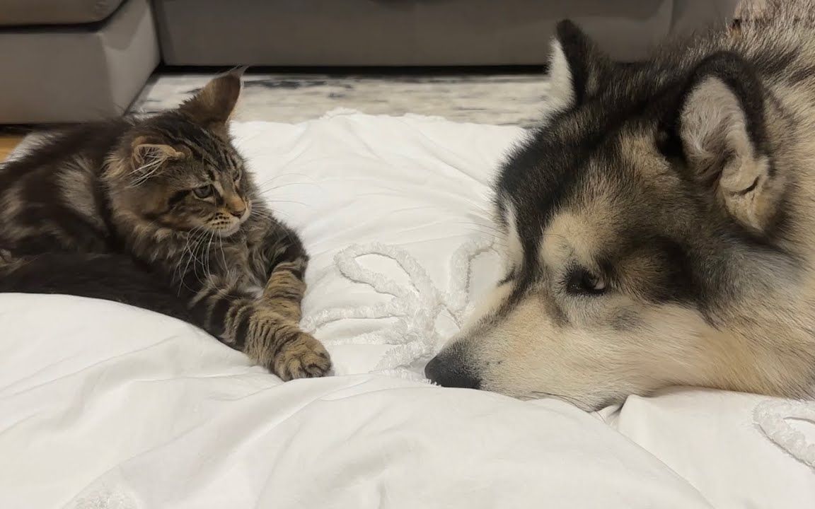 哈士奇对新来的小猫感到好奇