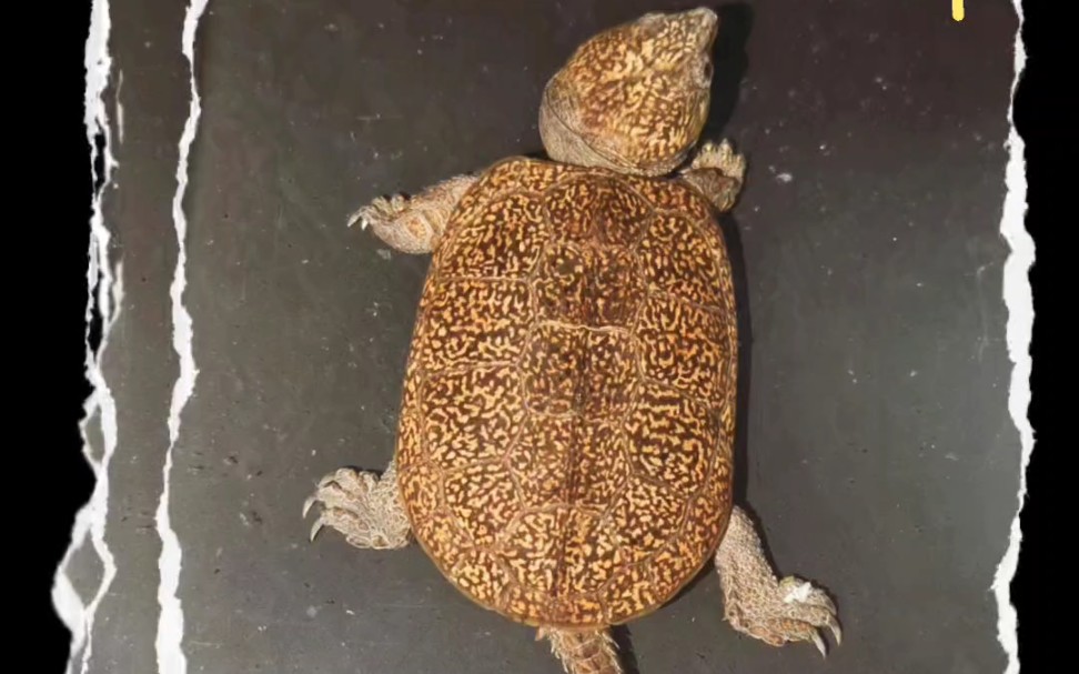 神仙颜值鹰嘴龟