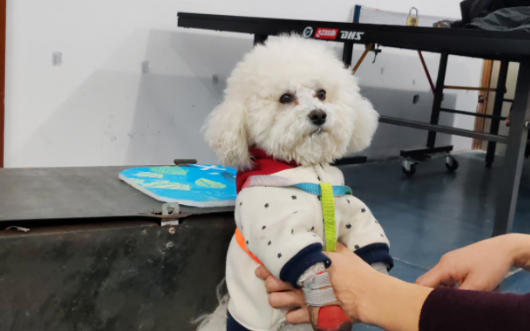 看把八岁的老汤搓磨成啥样了03米熊犬成团宠