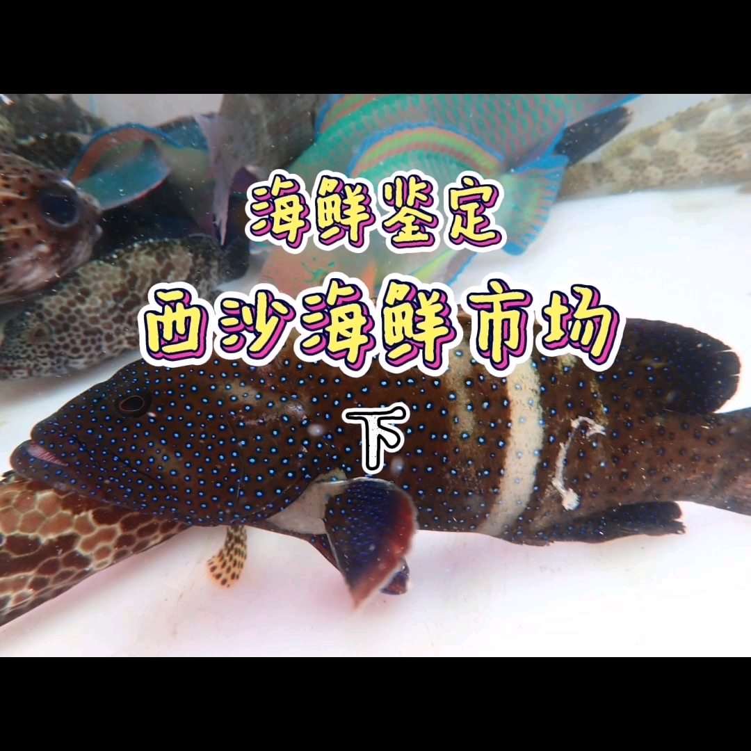 【海鲜市场】第15集.西沙海鲜市场2哔哩哔哩bilibili