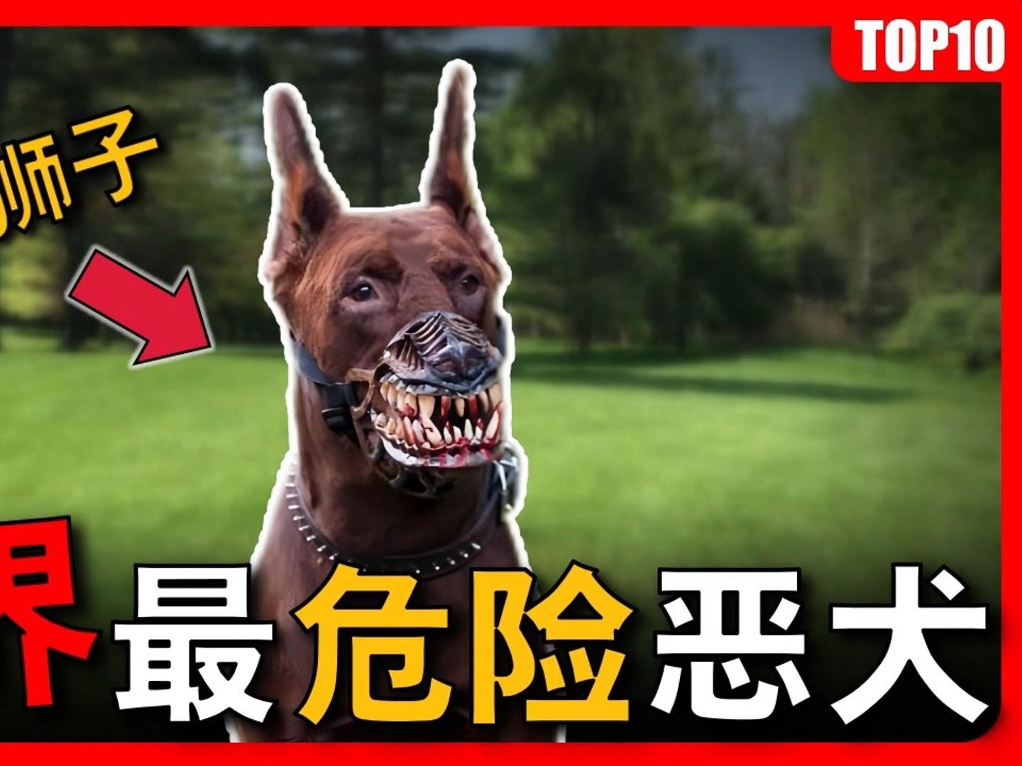 全世界最危险的10大恶犬,战斗力凶悍堪称美洲狮的天敌