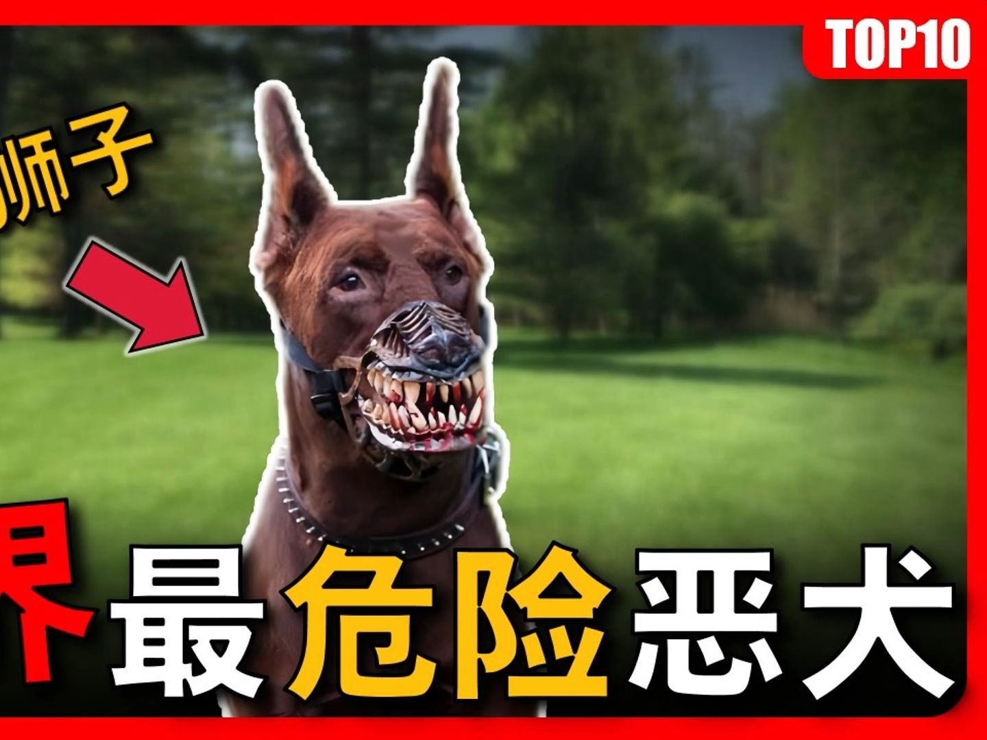 全世界最危险的10大恶犬