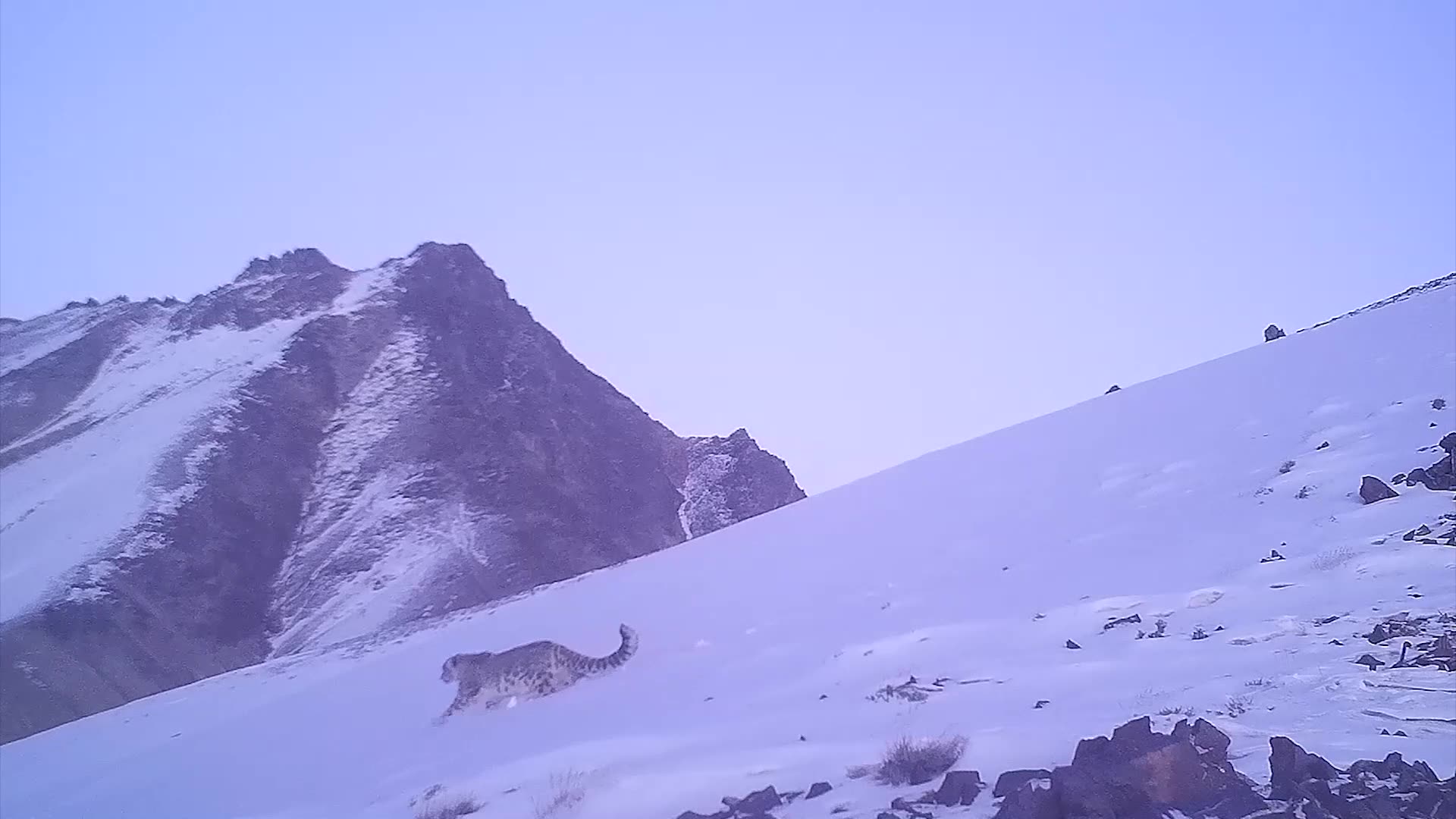 [图]新疆阿尔金山雪域精灵