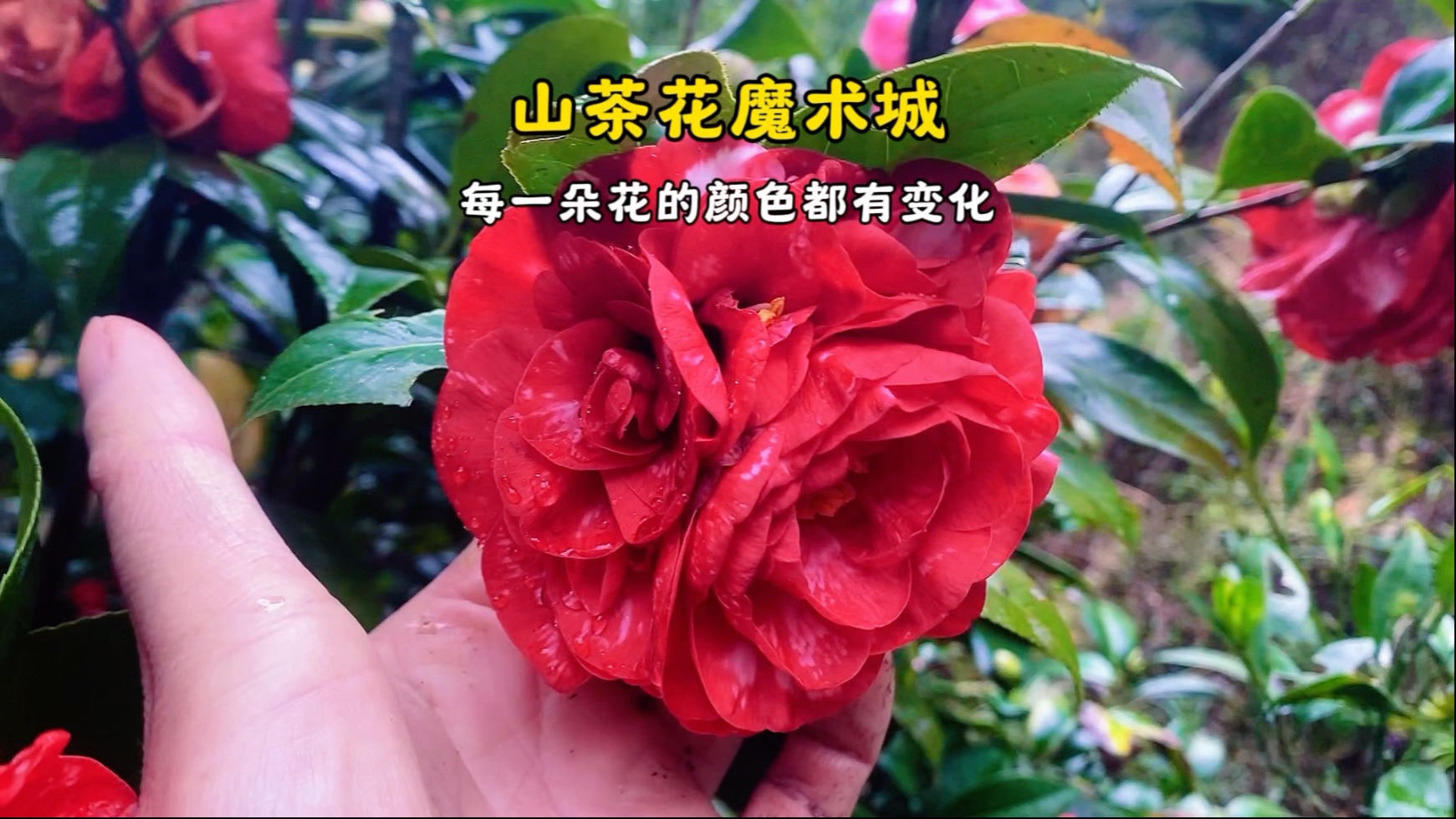 山茶花魔术城,每一朵花的颜色都有变化