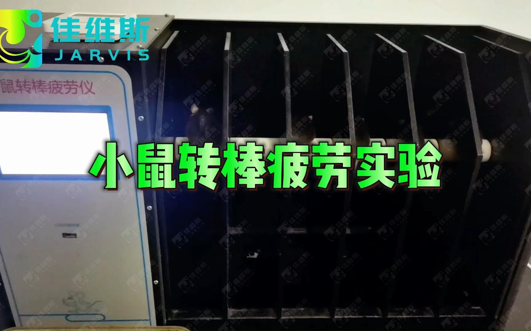 动物行为学实验之小鼠转棒疲劳实验,评估小鼠的协调运动、平衡能力和运动耐力哔哩哔哩bilibili