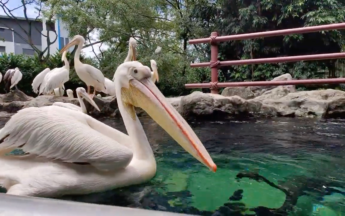 公园里的鹈鹕生活的还是很惬意的.
