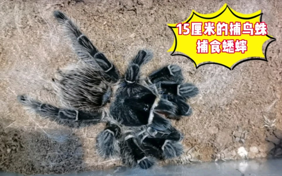 捕鸟蛛捕食蟋蟀动作快如风一顿饭吃十只蟋蟀小菜一碟咬死多只蟋蟀后用