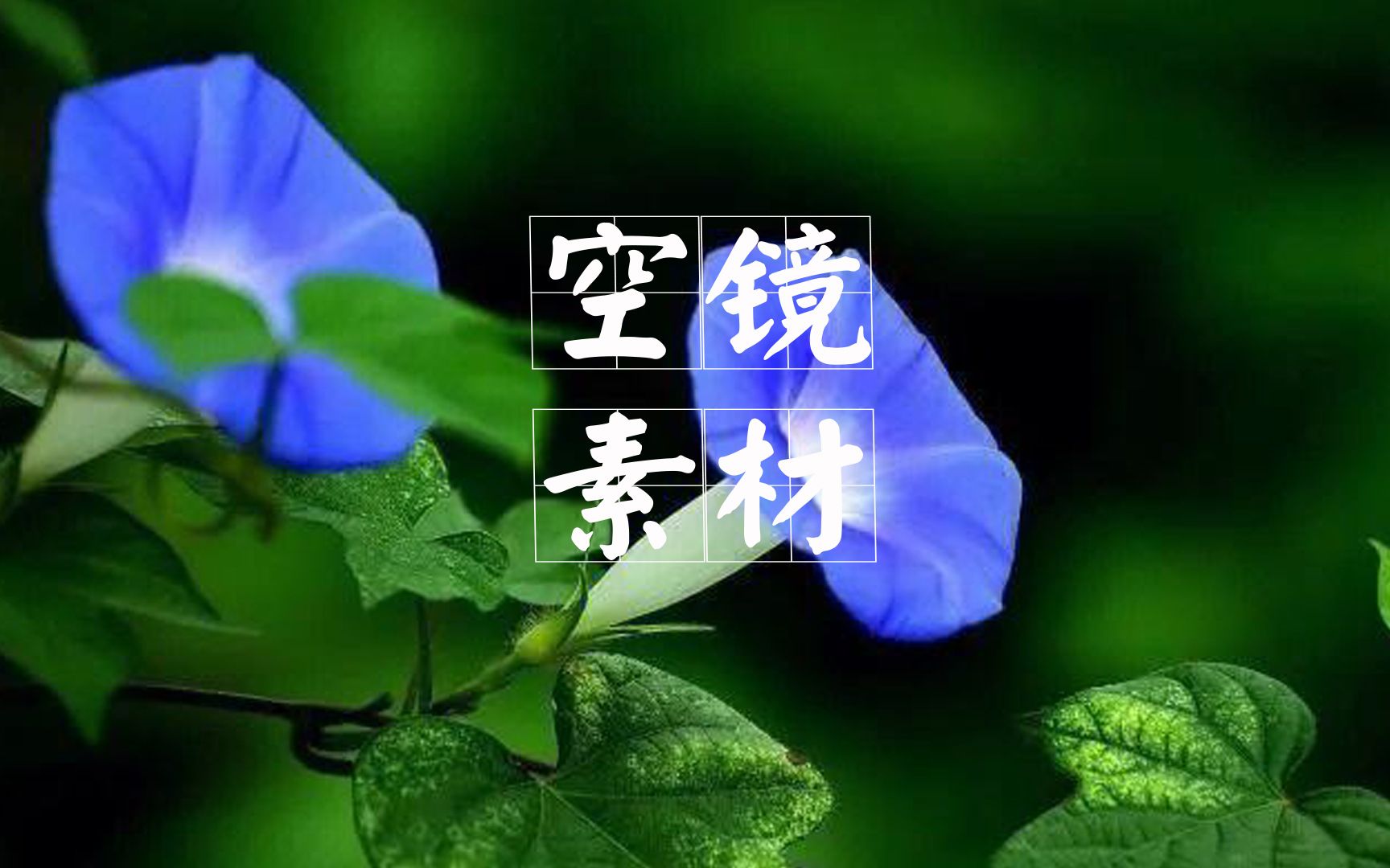 【空镜素材】牵牛花的空镜素材 牵牛花 喇叭花 爬山虎 空镜素材哔哩哔哩bilibili