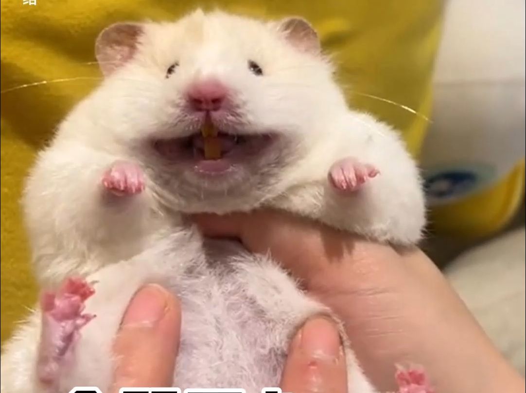 仓鼠开心会笑吗