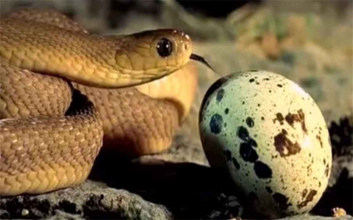 贪心不足蛇吞象