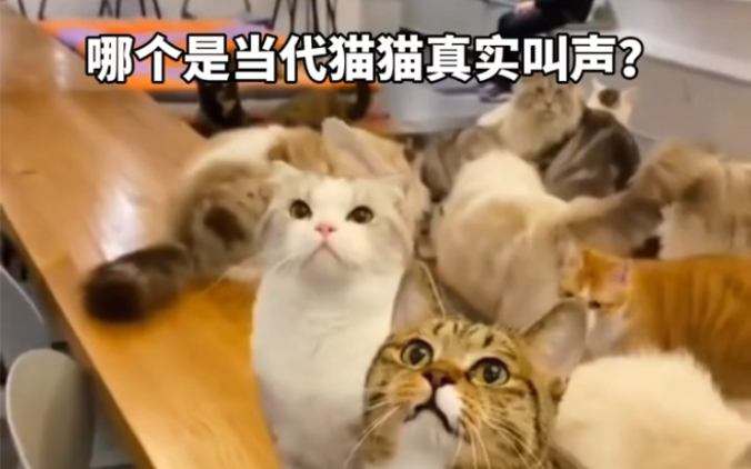 哪个是当代猫猫的真实叫声?哔哩哔哩bilibili