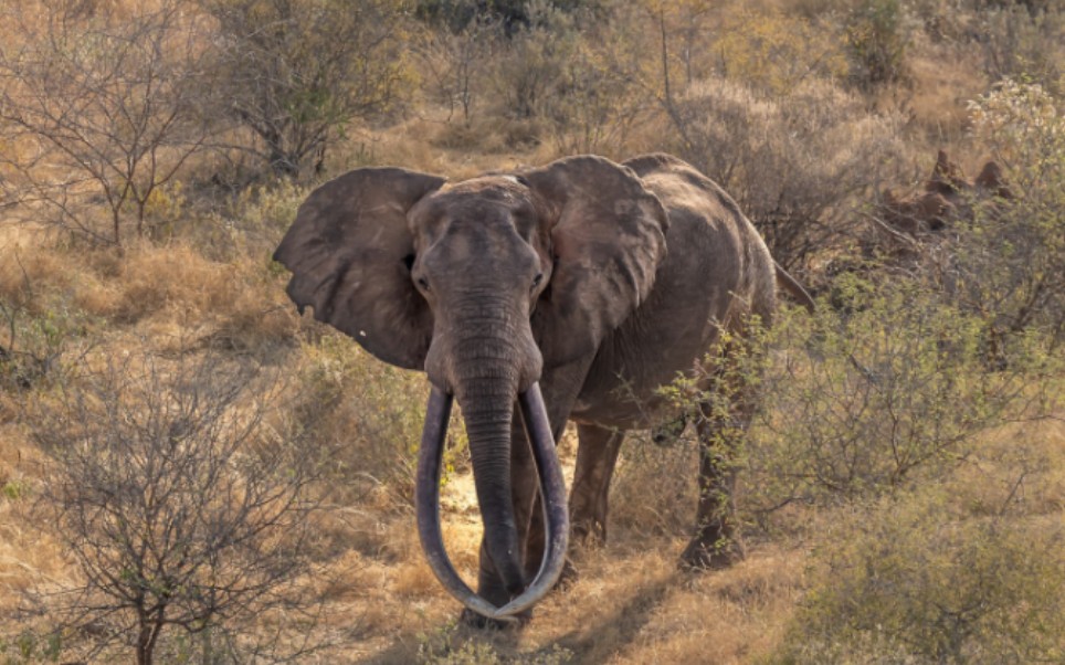 察沃国家公园的新晋之星:超级长牙象balguda