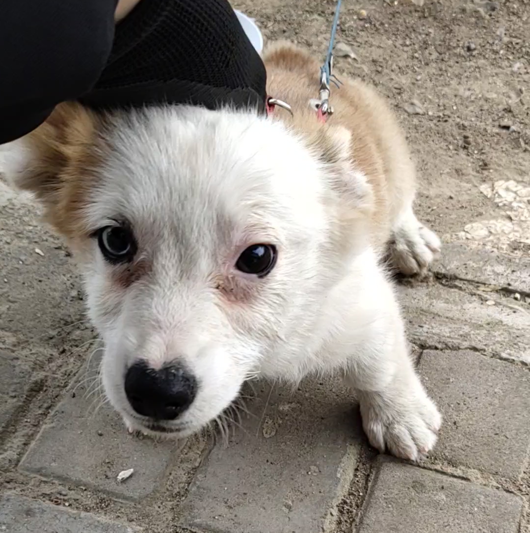 活动作品大耳朵的异瞳小狗狗什么品种啊