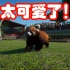 好多小熊猫哇！！！！#11
