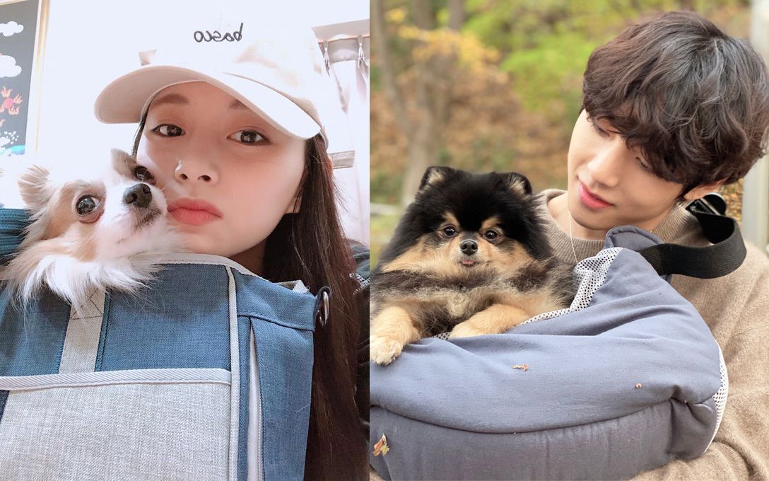 【taetzu】| 守護泰瑜的小寶貝 79 碳尼&酷吉