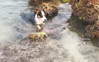 赶海的小短腿儿们