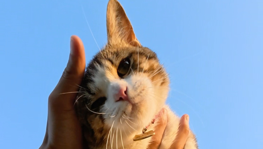 我家猫真的会后空翻～