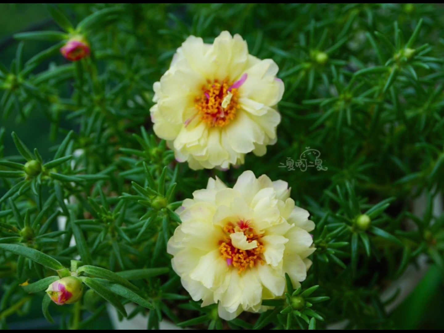 大花马齿苋(学名:Portulaca grandiflora Hook.):一年生草本,高1030厘米.茎平卧或斜升,紫红色,多分枝,节上丛生毛.哔哩哔哩bilibili