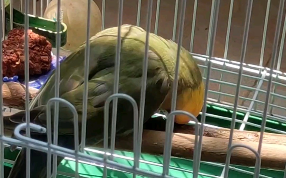 小绿鸡的午后生活