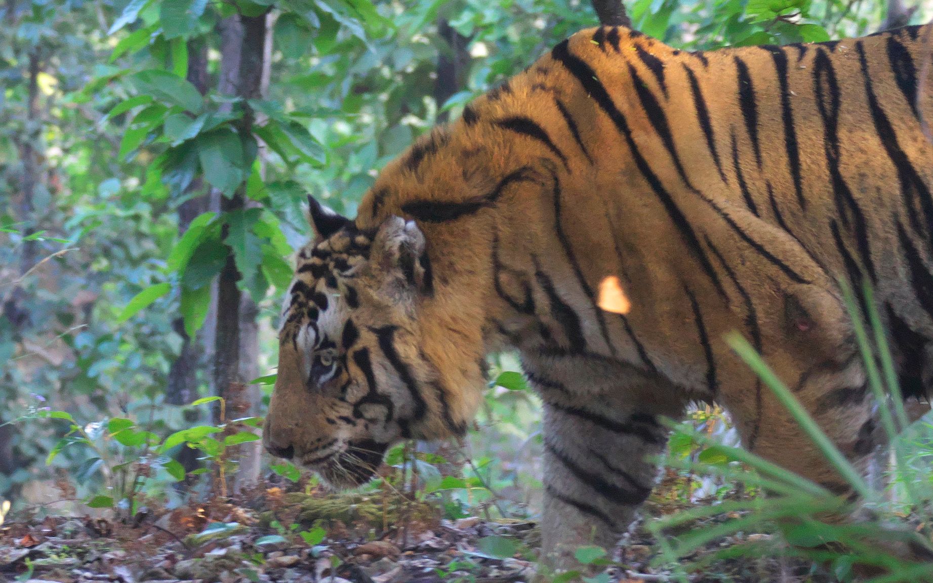 班达迦最大的虎王t22塔伦在清理自己的爪子