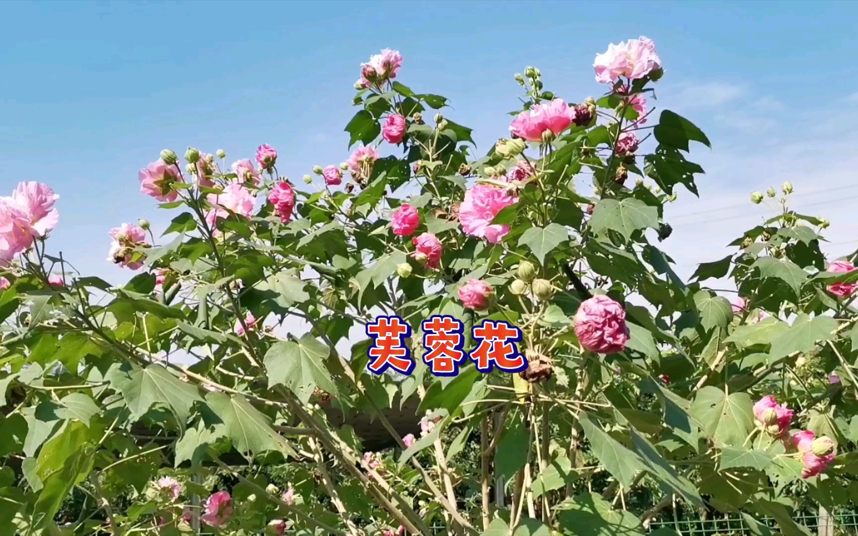 [图]芙蓉花开，美轮美奂