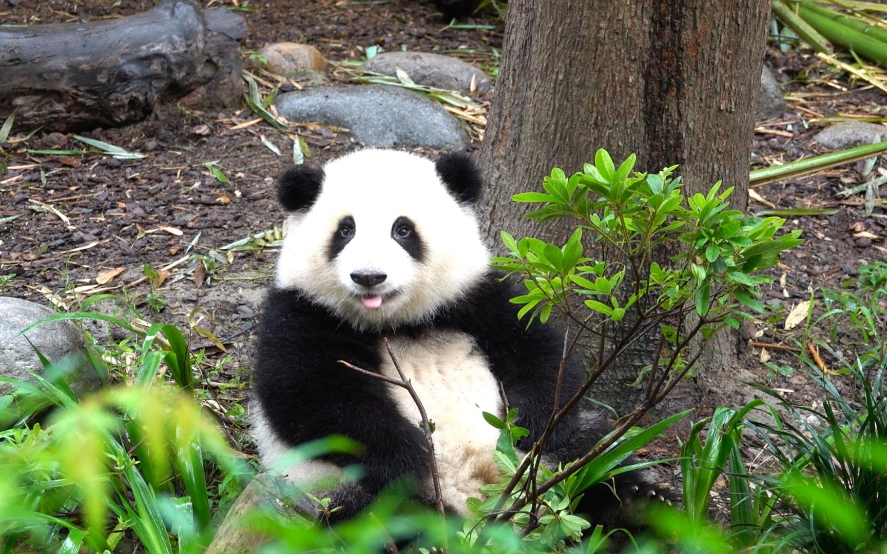 【大熊猫和花】花花你是吃可爱多长大的嘛