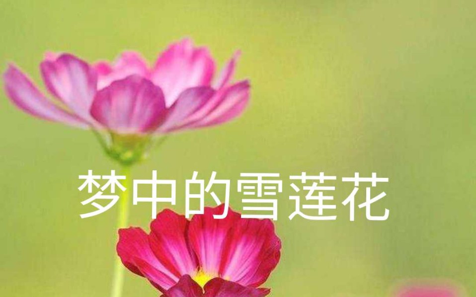 [图]重唱《梦中的雪莲花》