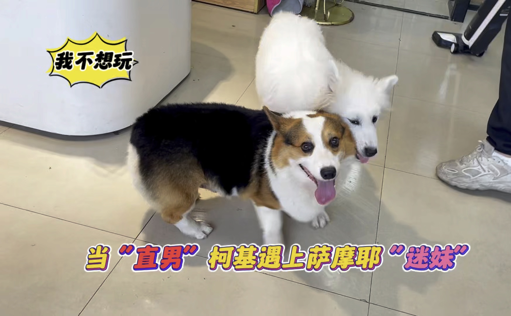 当"直男"柯基遇上萨摩耶"迷妹",柯基真是一点面子都不给