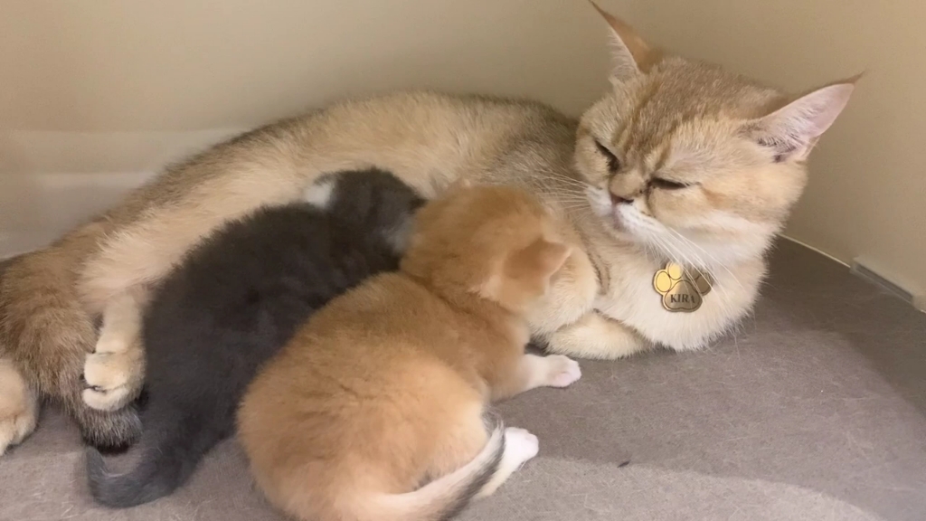 猫妈妈喊小猫咪吃奶!