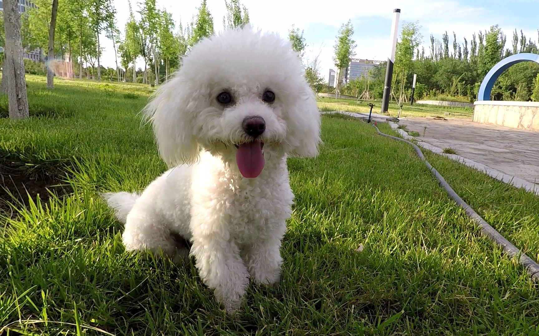 【比熊宝宝】捡树枝日常,萌力爆表!