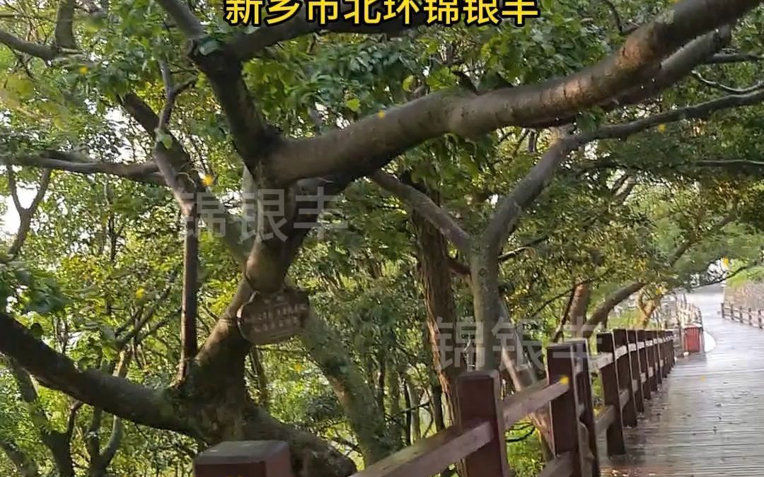 景区木纹栏杆 景区道路两侧护栏 护栏加木纹 漂亮哔哩哔哩bilibili