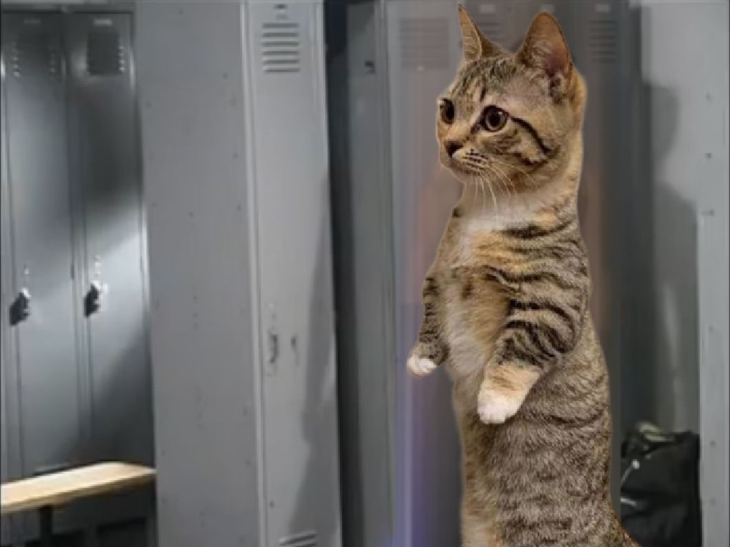 新日暮里♂的猫meme