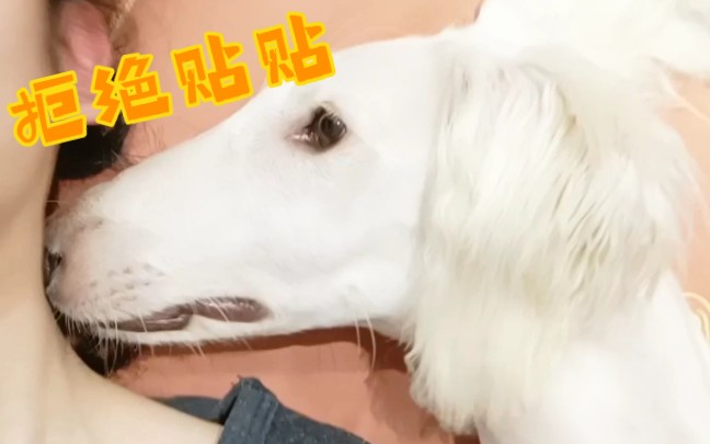 被拒绝贴贴的双马尾小细狗「中华细犬」哔哩哔哩bilibili