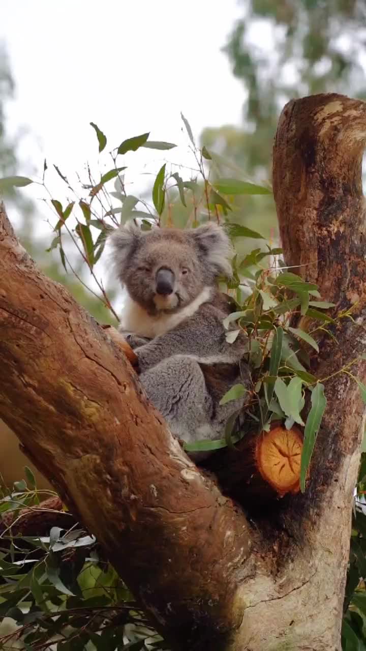 考拉koala_哔哩哔哩_bilibili