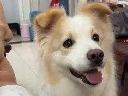 Download Video: 不知道边牧能不能当缉毒犬