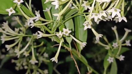 夜来香 哔哩哔哩