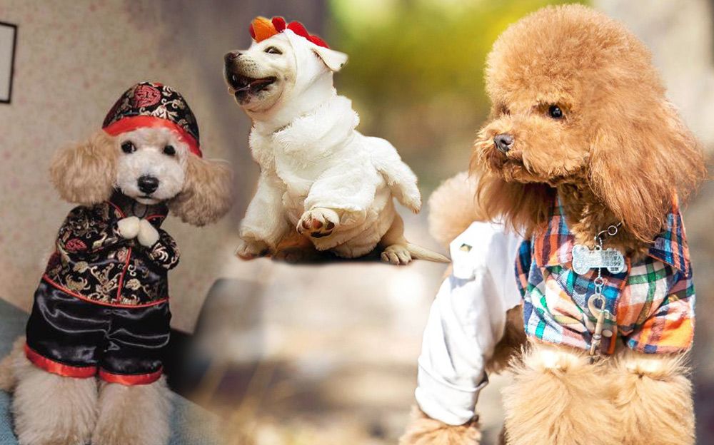 大咖笑料 新年快乐!萌宠拜年大集锦