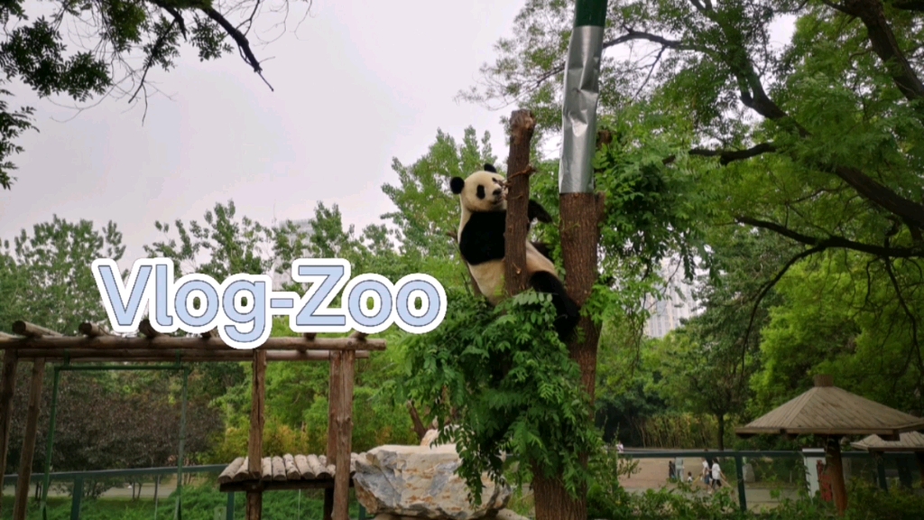 [图]Vlog-Zoo 动物园