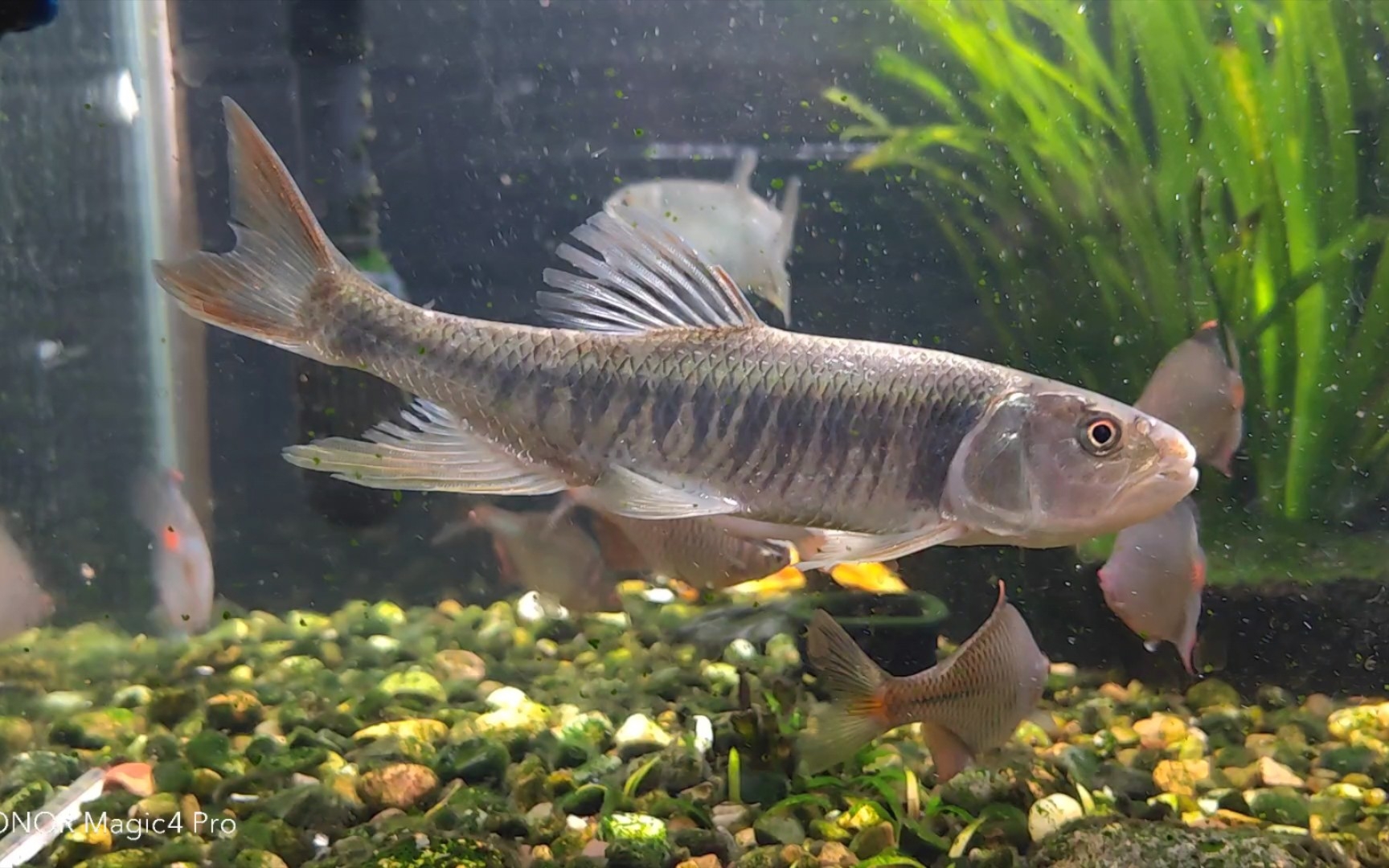 路亚正口一条青波鱼苗,鱼缸进货一条彩马