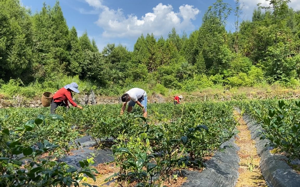 农村人采摘莓茶,湖南小伙用镜头,记录这些事
