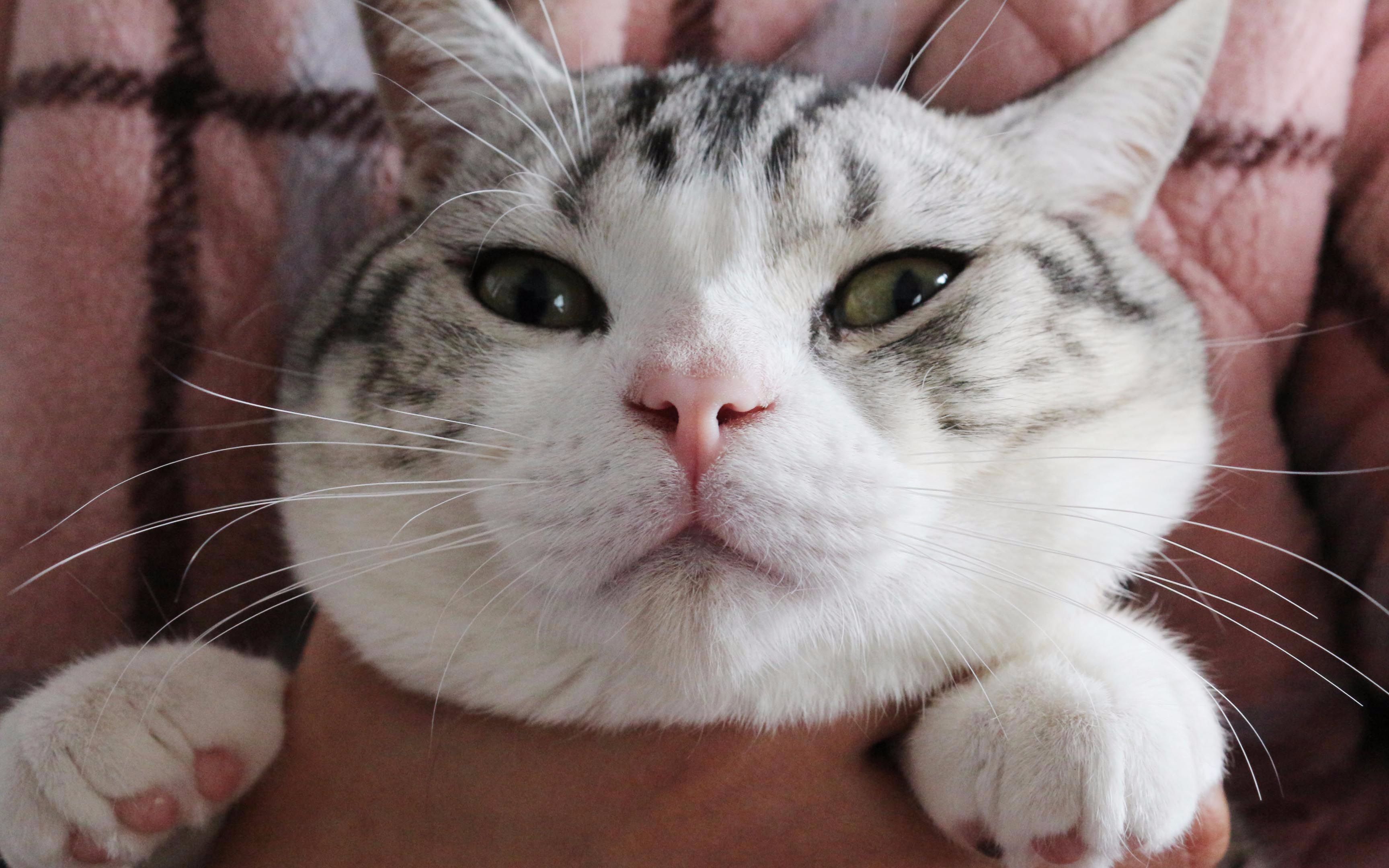 【撸猫】逆毛撸猫脸,主子任人蹂躏,生无可恋