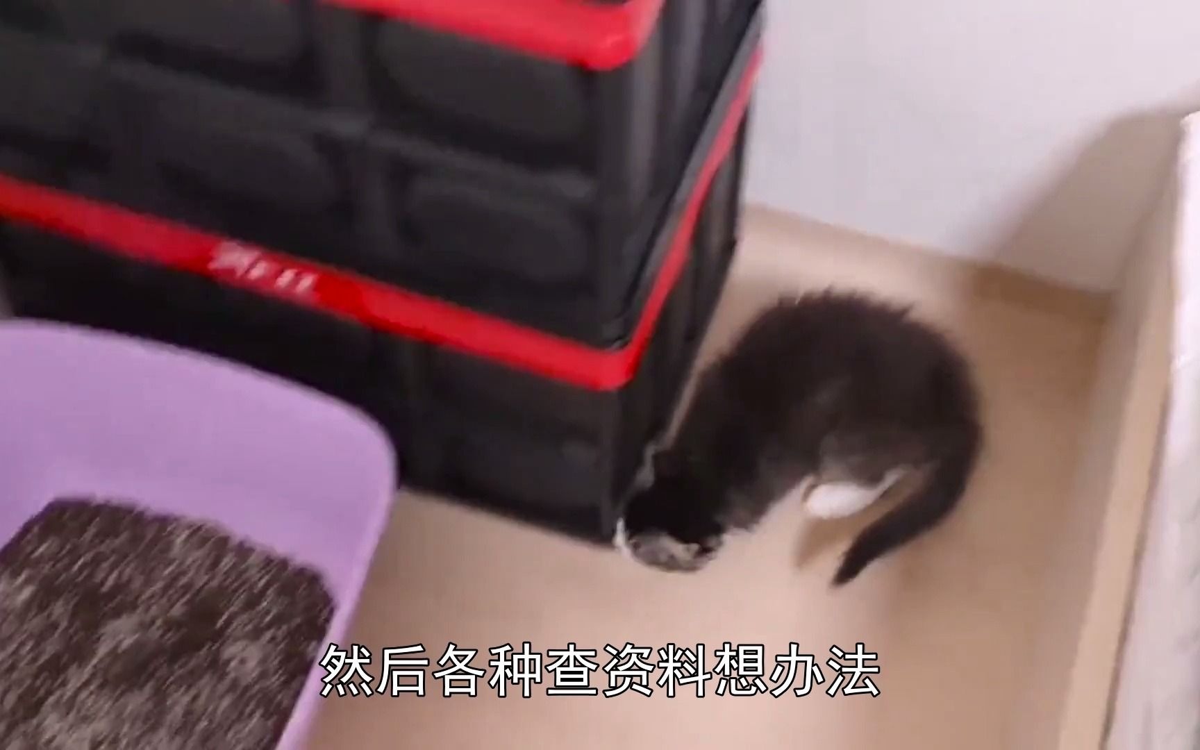 猫癣什么样子,猫癣蔓延的快吗哔哩哔哩bilibili