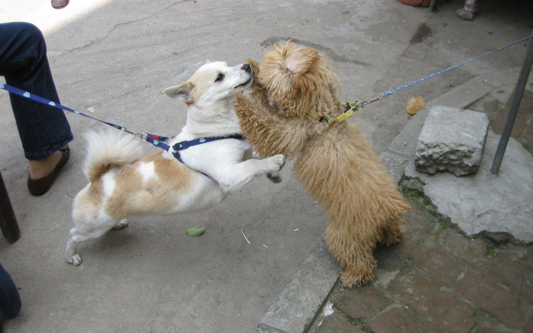 两只狗打架,为什么只要一方露出肚皮,马上就不打了?