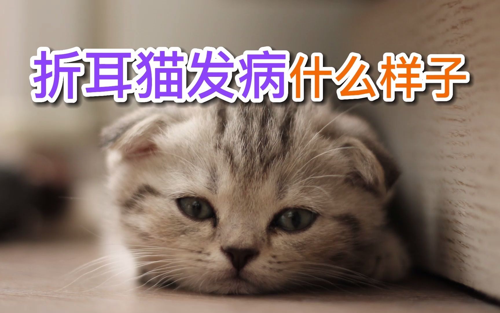 折耳猫发病什么样子哔哩哔哩bilibili